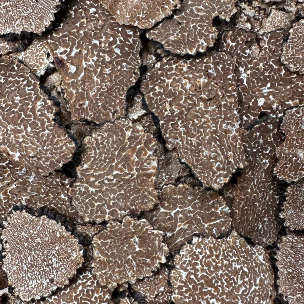 Sommertrüffel gefriergetrocknet