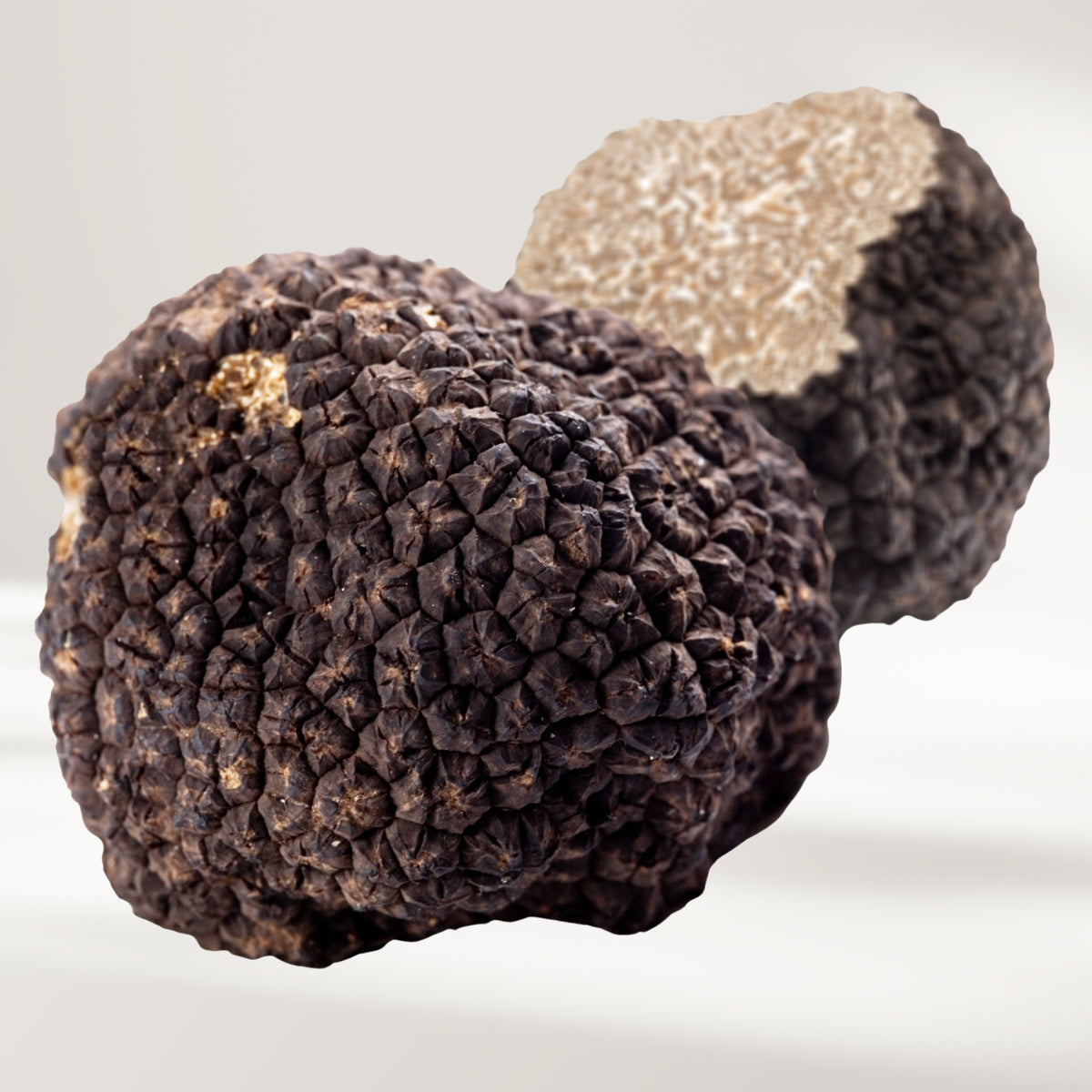 Sommertrüffel (Tuber aestivum)