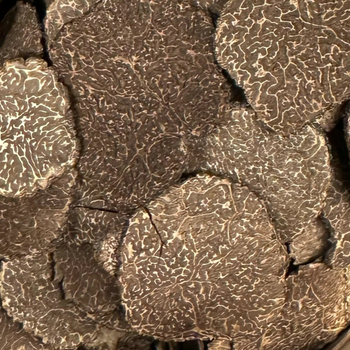 Périgord-Trüffel gefriergetrocknet