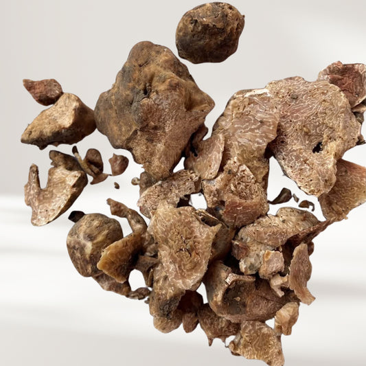 Übungstrüffel (weisse Trüffel, Tuber Magnatum)